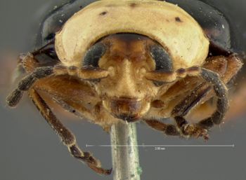 Media type: image; Entomology 18766   Aspect: head frontal view